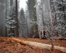 Одевайтесь потеплее: морозная стихия пощиплет харьковчан за щечки 2 декабря