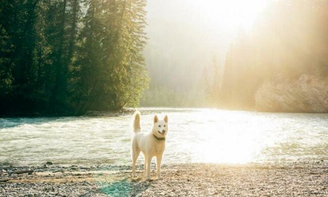 Вы будете реветь: канадец показал самое грустное фото в мире