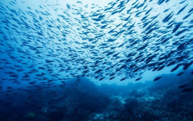 Против нее океан бессилен: ученые нашли непобедимую рыбу
