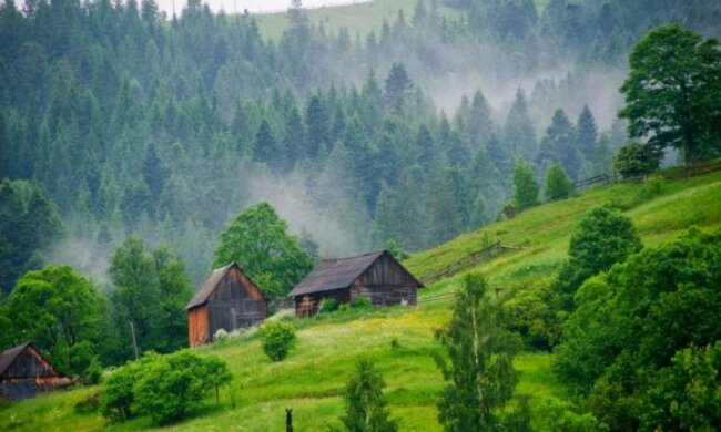 Українські ліси прирівняли до головних скарбів людства