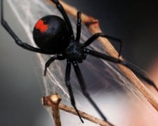 Отруйний павук повторно вкусив австралійця в інтимне місце