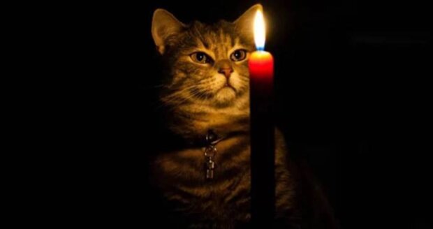 Котик, фото из свободных источников