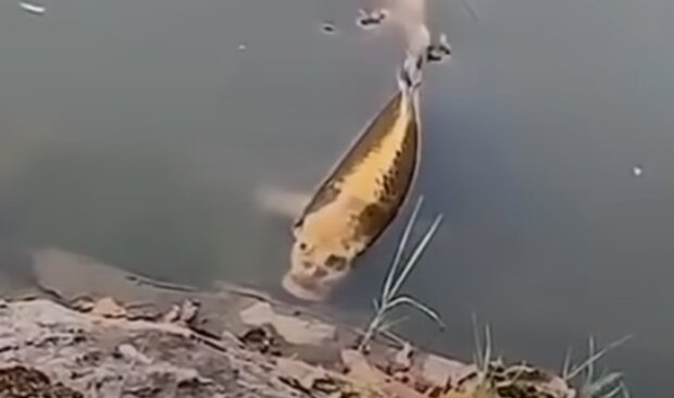 Риба з людським обличчям, скріншот: Youtube