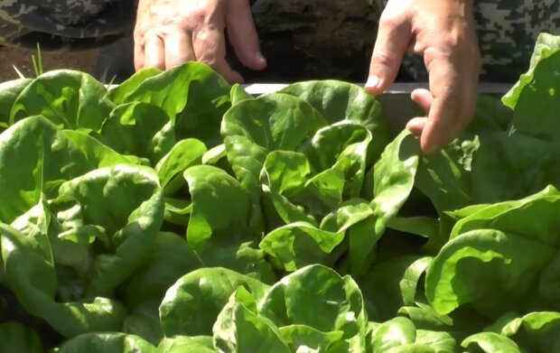 Вирощування салату, скріншот: YouTube