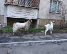 "Ця безбашенна": кози посеред київських багатоповерхівок спровокували скандал