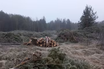 незаконная вырубка деревьев
