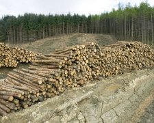 Бюджет втратив 42 млн грн через вирубку в Бучі