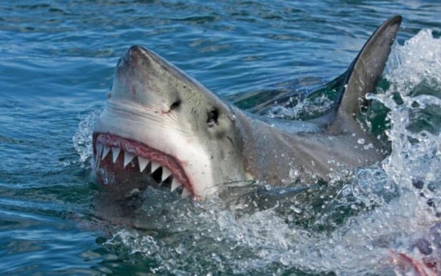Чекав 3 мільйони років: знайдено зуб доісторичної акули-гіганта