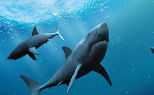 Происхождение человека от акулы научно доказали
