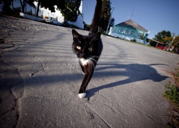 черная кошка, фото из свободных источников