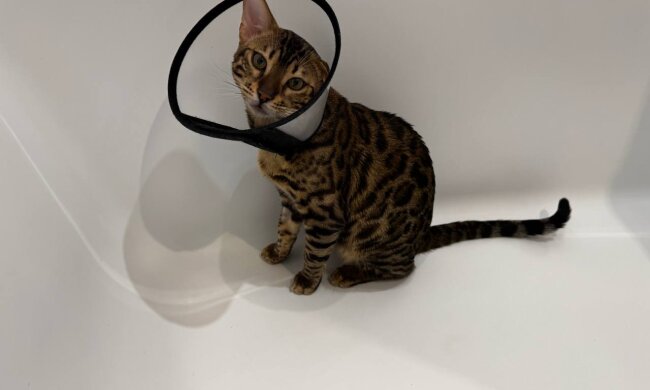 Котик, фото: Знай.ua