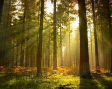 Христина Юшкевич: обсяг відтворення лісів у 2017 році становитиме понад 50 тис. га