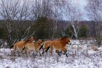 Заповідник у Чорнобилі, фото: Станіслав Гуменюк