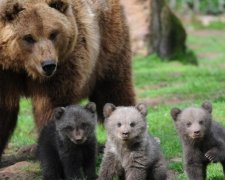Ведмедиці використовують людей, як живий щит