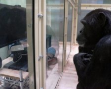 Більше не унікальні: у мавп знайшли людські риси