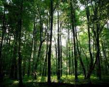 Тысячи гектаров нового леса: Гослесагентство поделилось успехами за полгода работы