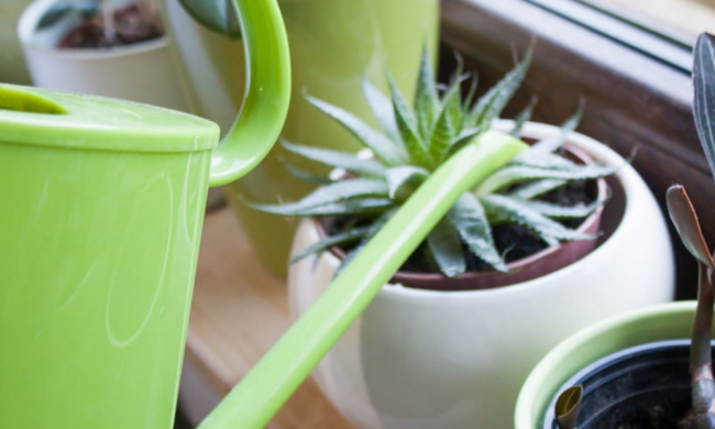 Алоэ вера, кадр из видео