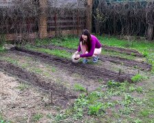 Коли садити картоплю, скріншот із відео