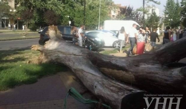 В центре Ужгорода упало старое дерево (фото)  
