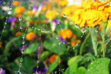 Погода на 17 серпня: тепло прожене дощі на вихідних