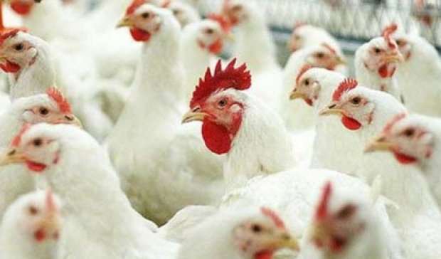 Крим відмовився від української курятини через пташиний грип