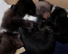 У Харківському зоопарку народилось троє ведмежат