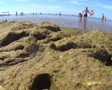 Відчайдушні росіяни замінили сніг водоростями