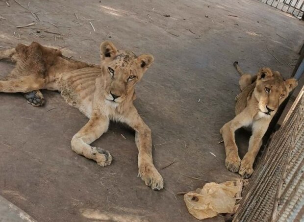 Сухоребрі та ледь живі: фотографії левів зі столичного зоопарку підняли на вуха півсвіту