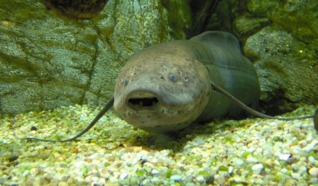 Древнейшую "сухопутную" рыбу нашли в Южной Африке