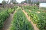 Городи тернополян окупував пожирач моркви - очманілі щелепи