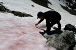 Рожевий лід у Альпах, фото: sciencealert
