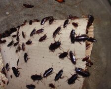 Народні методи проти тарганів, фото з відкритих джерел