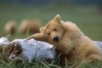 Молодята розбили серце ведмедю просто на весіллі: зворушливі фото