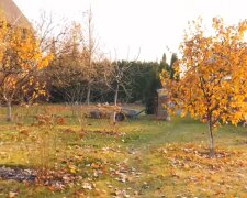 Осенний сад, скриншот с видео