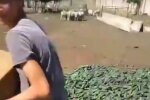 Фермер згодував врожай огірків вівцям, кадр з відео