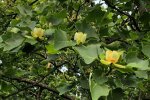 фото: ботсад імені Гришка (Фейсбук)
