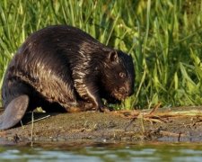 Американцы нашли останки бобра эпохи динозавров