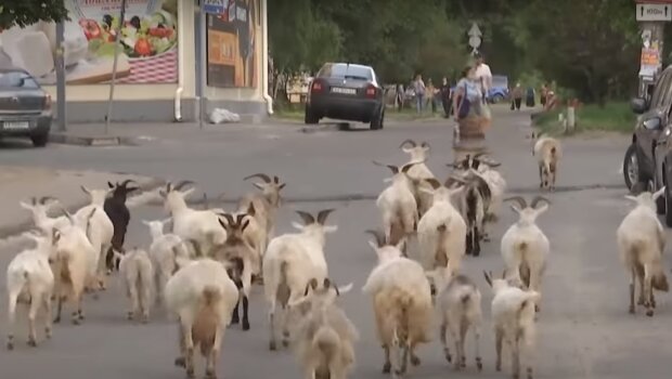 столичные козы, скриншот из видео