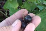Черная смородина, скриншот видео