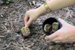 Добриво з чайних пакетиків, скріншот: YouTube