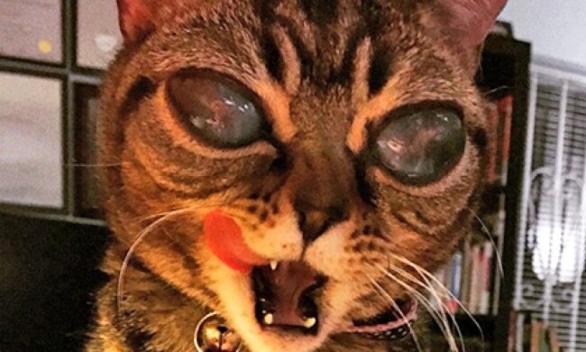 Кішка-інопланетянка стала зіркою Instagram