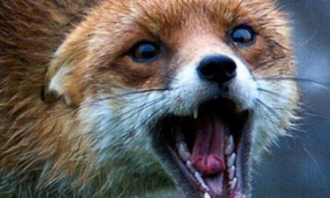 На Вінничині знайшли скажену лисицю