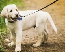 Вчені назвали найкусючішу породу собак