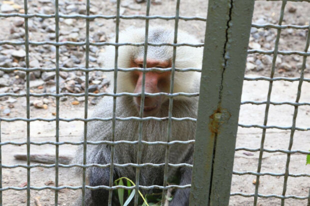 В Одессе обезьяны совершили дерзкий побег из зоопарка и заставили копов попотеть – "Не поймаете!"