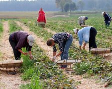 Польський пан побив заробітчан просто на плантації, українці лютують