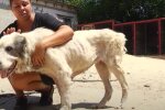 Под Днепром живодер начинил собаку пулями, прикрывшись детьми