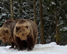 Ведмеді, фото, Олег Вишневий