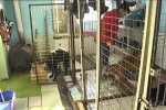 У Дніпрі загубилися п'ятеро малюків - Рексику, знайдися! Мама сумує