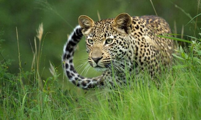 Фотограф зняв закоханого жирафа і замисленого шимпанзе (фото)
