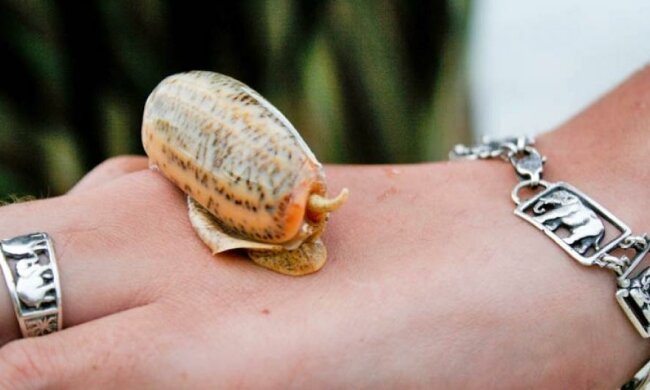 Отрута равликів стане альтернативою морфію